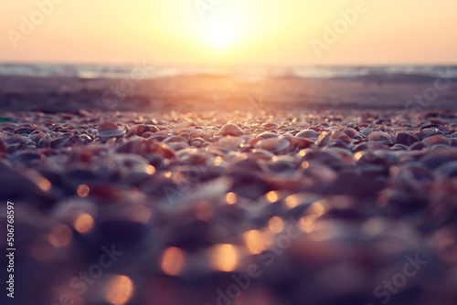 Close up image of seashells during sunset time at the beach