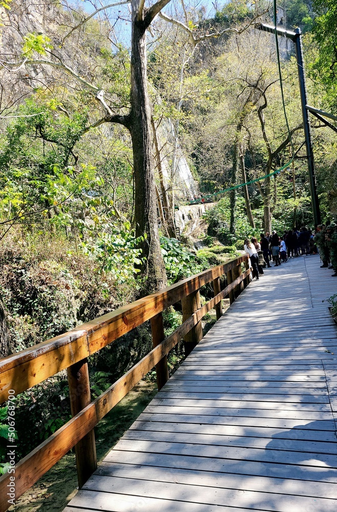 Fototapeta premium bridge in the forest