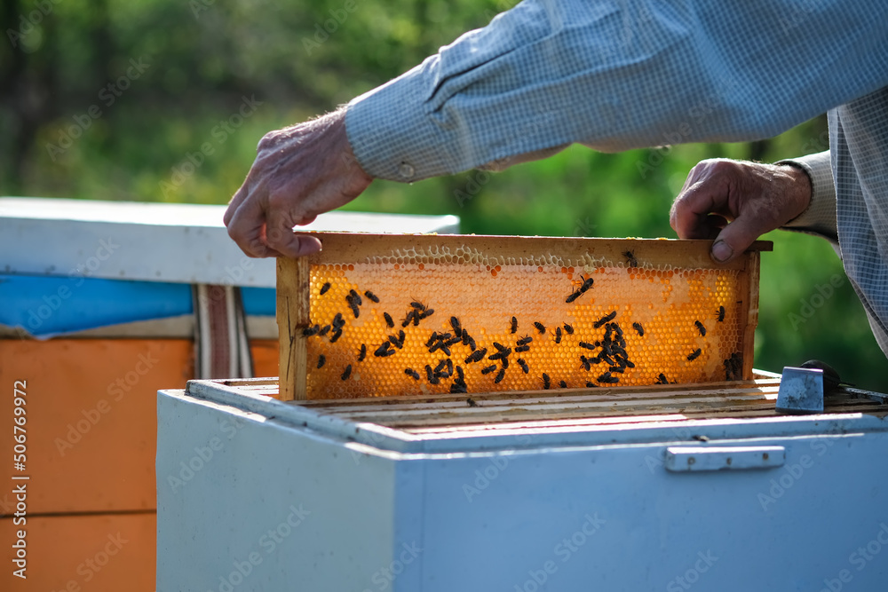 Beehive Spring Management. beekeeper inspecting bee hive and prepares apiary for summer season. Beekeeping. checks beehives holds frame with honey to feed bee family before the honey collection. Beehive Spring Management. beekeeper inspecting bee hive and prepares apiary for summer season. Beekeeping. checks beehives holds frame with honey to feed bee family before the honey collection.