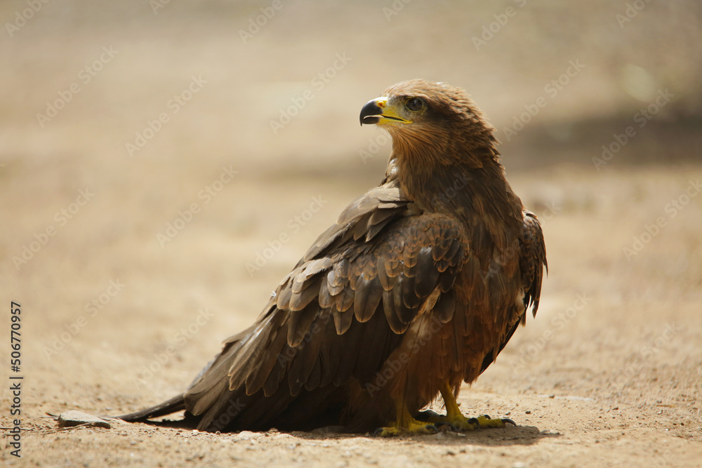 Black kite, Milvus migrans, Satara, Maharashtra, India Black kite, Milvus migrans, Satara, Maharashtra, India