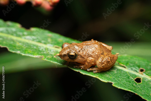 Raorchestes bombayens, shrub frog, endemic Western Ghats of Maharashtra, Satara, Maharashtra, India photo