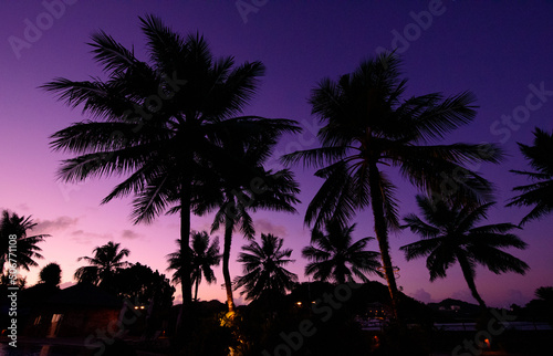 夕焼けに染まる椰子の木  © dragonDNA