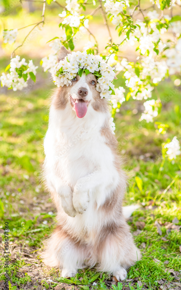 Happy Border Collie puppy wearing wreath of apple blossoms standing on hind legs at sunny spring park