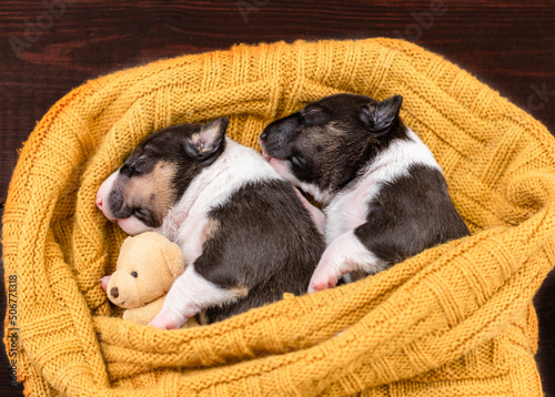 Two tiny newborn Biewer Yorkie puppies sleep together under a warm plaid with a toy teddy bear. Top down view