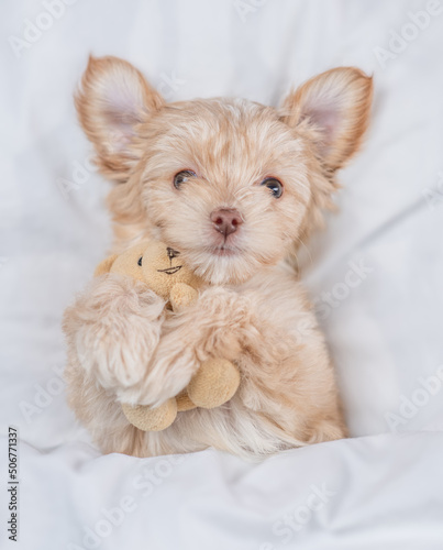 Goldust Yorkshire terrier puppy lying under white blanket on a bed at home and hugs favorite toy bear before bedtime. Top down view