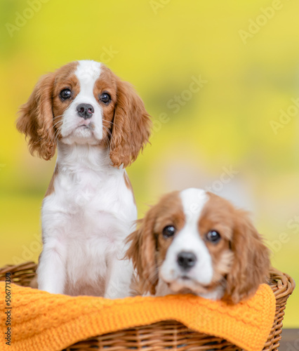 Two young Сavalier King Charles Spaniel puppy sit inside basket at summer park