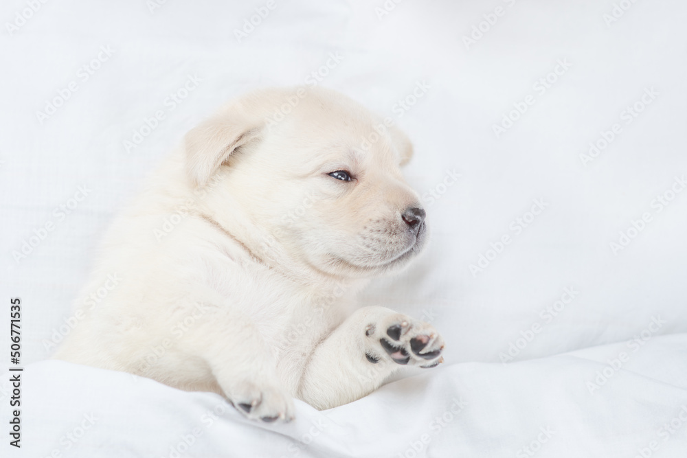 Cozy golden retriever puppy lying under white warm blanket on a bed at home. Top down view Cozy golden retriever puppy lying under white warm blanket on a bed at home. Top down view