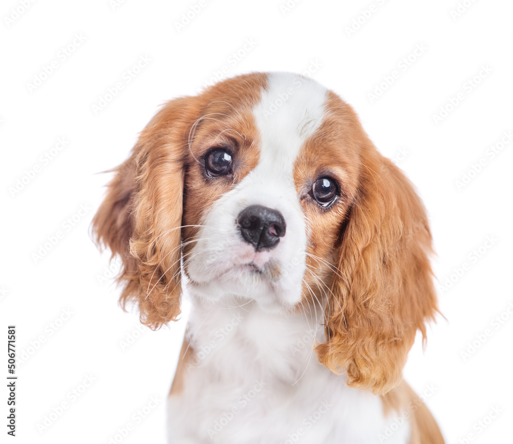 Portrait of a Сavalier King Charles Spaniel puppy. Isolated on white background