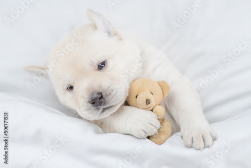 Golden retriever puppy sleeps under white blanket on a bed at home and hugs favorite toy bear before bedtime. Top down view © Ermolaev Alexandr