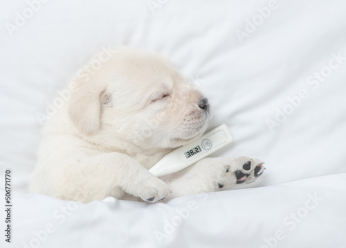 Sick golden retriever puppy sleeps on a bed at home with a thermometer under it paw. Top down view © Ermolaev Alexandr
