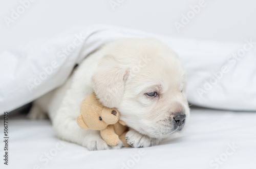 Cozy Golden retriever puppy lying under warm blanket on the bed at home and hugs favorite toy bear