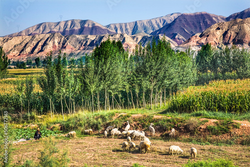 Chinese Peasant Sheepherder Crops Lanzhou Gansu Province China photo