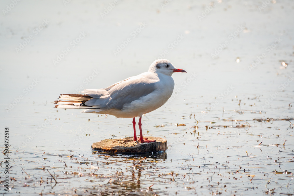 Naklejka premium Black-headed gull, lat. Chroicocephalus ridibundus, sits on the river shore