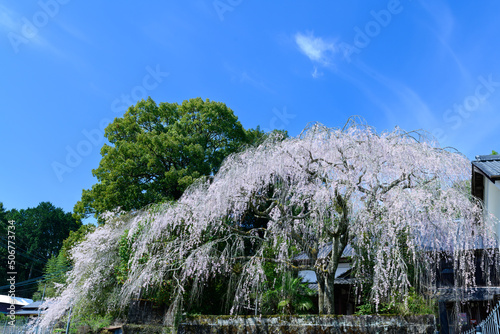 宮城のしだれ桜「宮城の里・しだれ桜観光名所」
Miyagi weeping cherry tree 