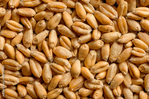 Wheat grain as background or texture closeup