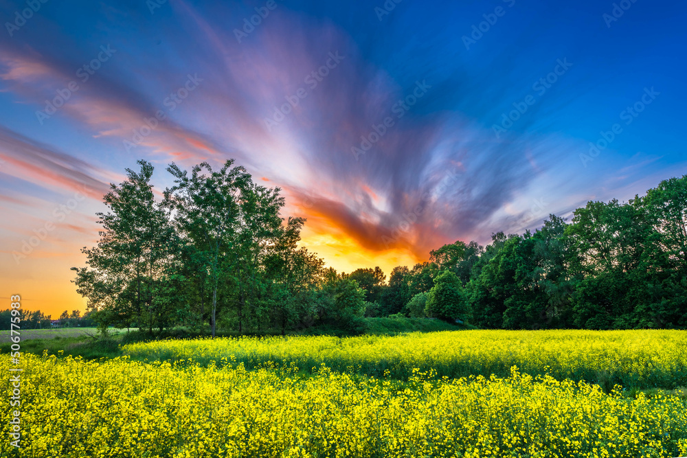Wiosenne żółte pola rzepaku kwitnące na wsi  - obrazy, fototapety, plakaty 
