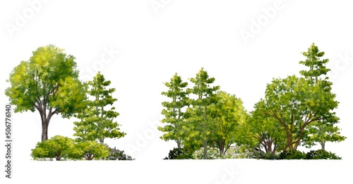 tree side view isolated on white background for landscape plan and architecture drawing  elements for environment and garden botanical elements 