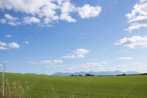 秋の晴れた日の緑の麦畑と山並み 十勝岳連峰 