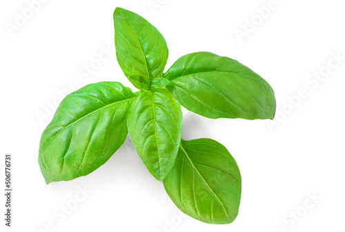 Basil leaf isolated. Fresh green basil herb on white background, close up..