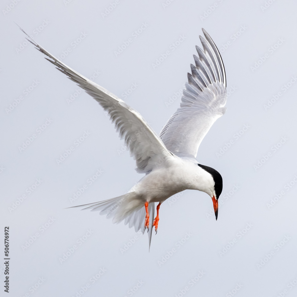 Obraz premium Common tern