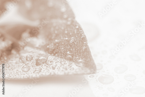 Green fresh leaf with water raindrops isolated on white wet background in retro vintage style