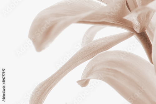 Pink wedding flower lily petals isolated white background romantic macro wallpaper in retro vintage style