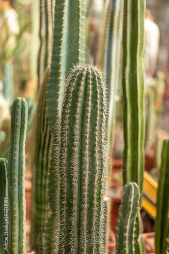 Cactus plant in the arboretum.