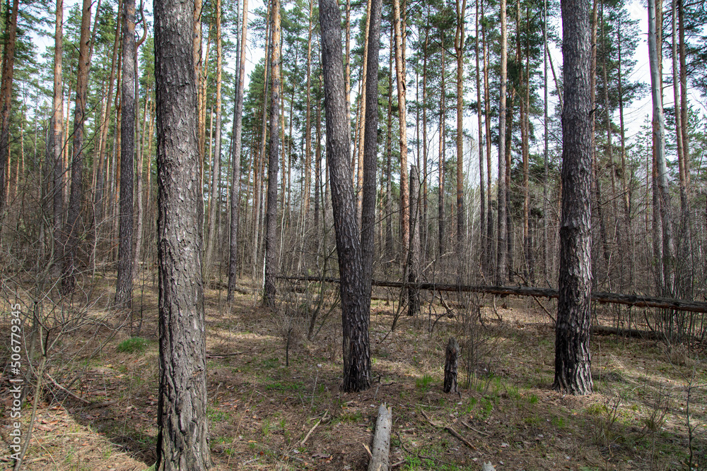 Trunks of coniferous trees in the forest as a background. Trunks of coniferous trees in the forest as a background.