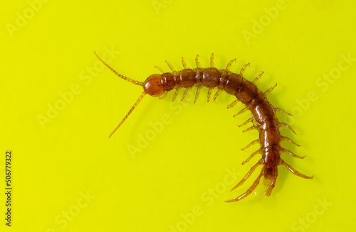 Leinwand Poster Centipede isolated on yellow background.