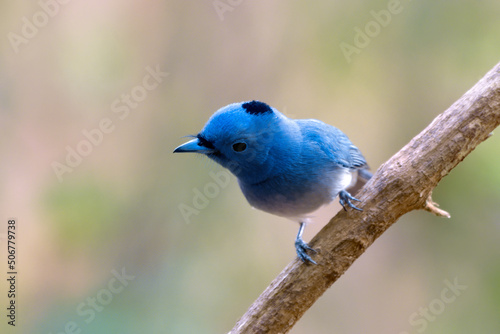 Photography Black-naped monarch or black-naped blue flycatcher (Hypothymis azurea) photograp