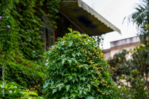 Buildings and cabins covered with greenery in the forest