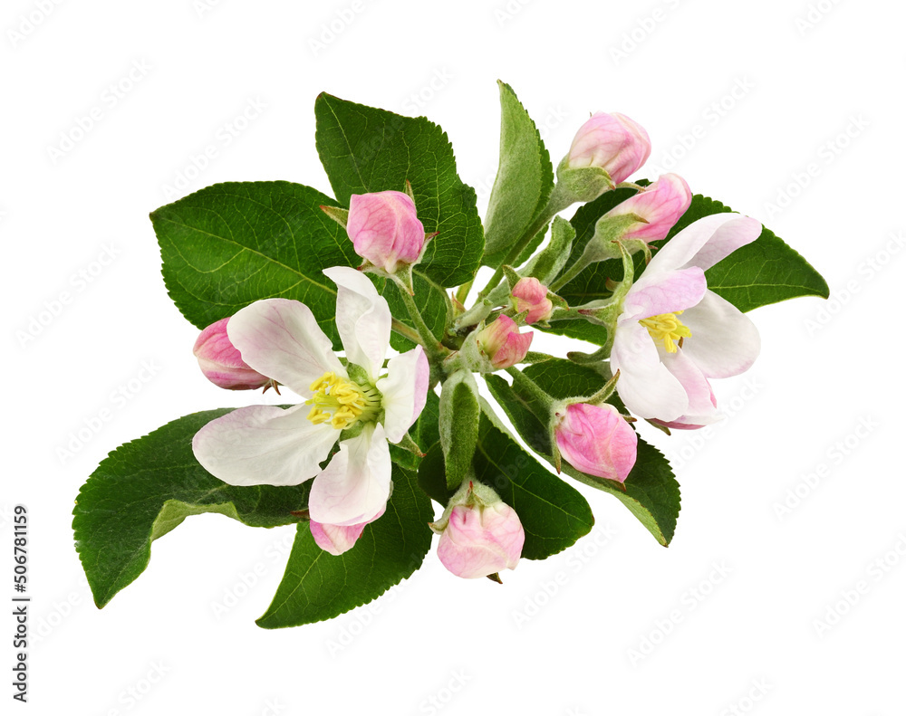 Apple tree flowers, leaves and buds isolated Apple tree flowers, leaves and buds isolated