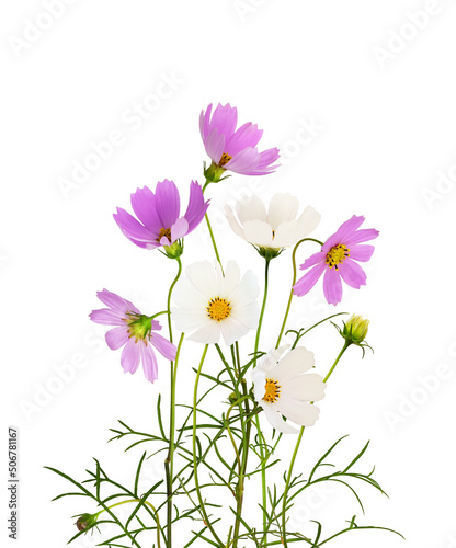 Purple and white cosmos flo...