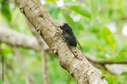 Black Cicada Palooza On A Avocado Tree Branch