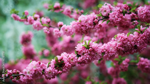 Cherry blossom. Pink flowers on a branch of a fruit tree. Bright spring color. Selective focus.