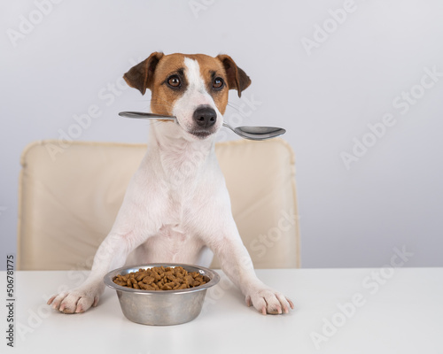 Jack Russell Terrier dog sits at a dinner table with a bowl of dry food and holds a spoon in his mouth. 