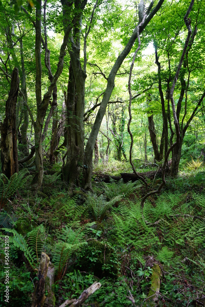 Fototapeta premium thick wild forest in spring 