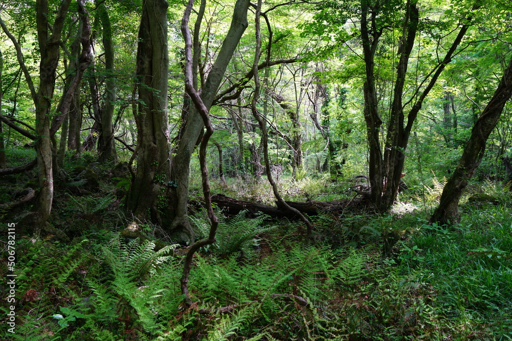Fototapeta premium thick wild forest in spring 