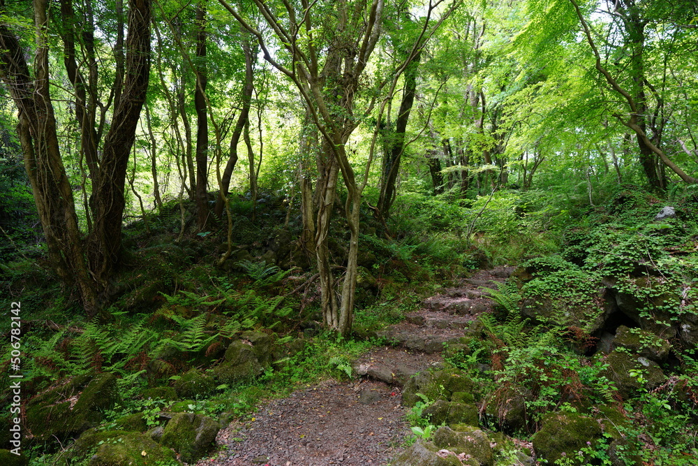refreshing spring forest with path refreshing spring forest with path