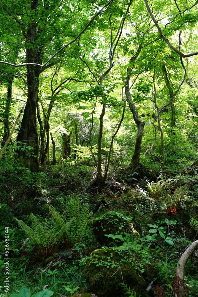 Fototapeta premium fern and old trees in deep forest
