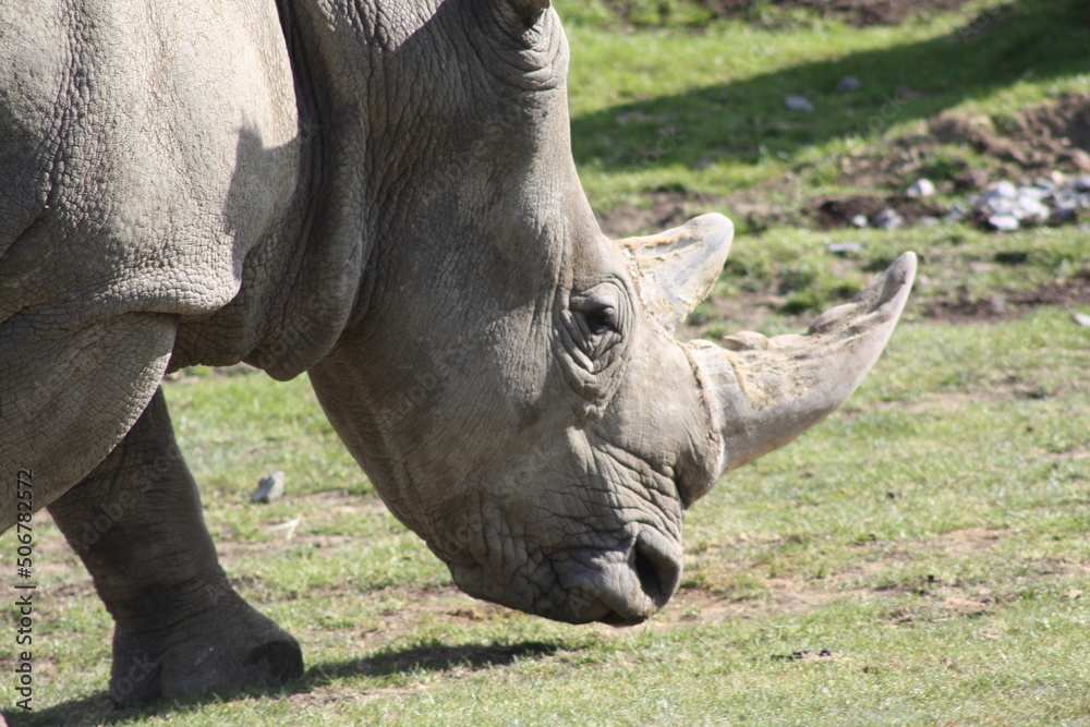 Naklejka premium Rhinocéros