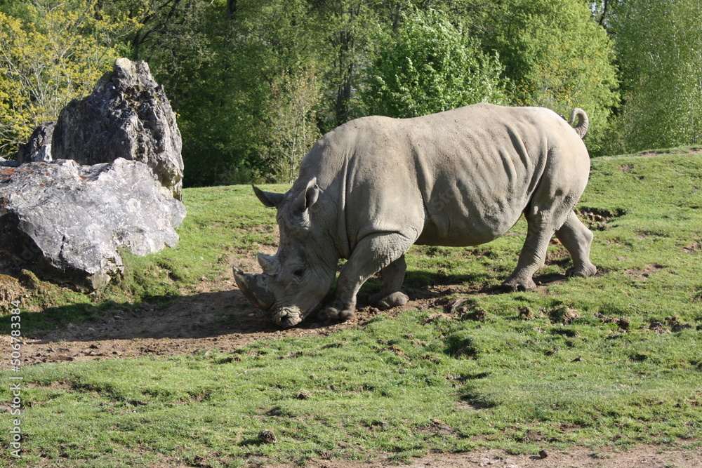 Obraz premium Rhinocéros