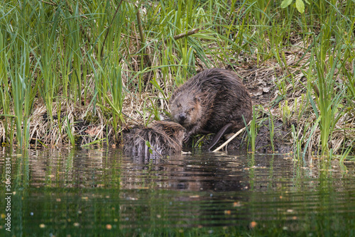 two cute young beavers kissing in the Aare in Belpau