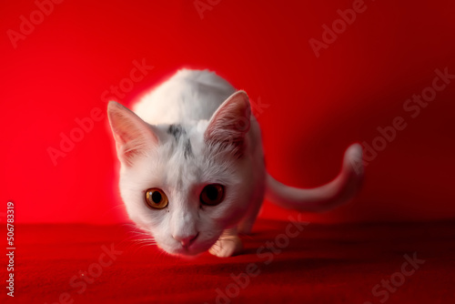 White domestic rebel cat looking directly at the camera, red background © frimufilms