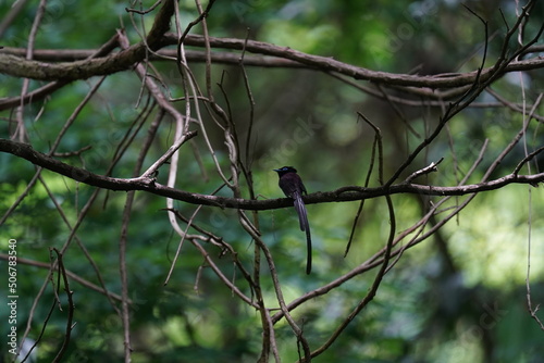 japanese paradise flycatcher is nesting in a forest © Matthewadobe