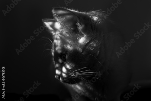 Photography A black-white portrait of a domestic cat looking down