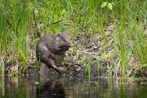 cute young beaver in the Aare in Belpau © schame87