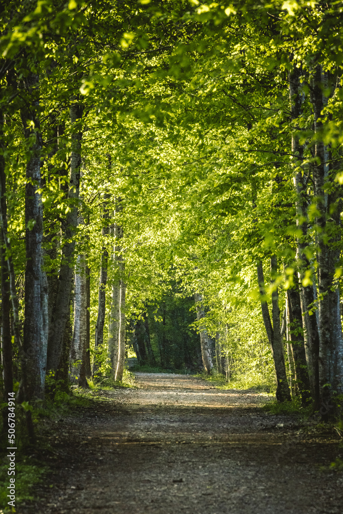 wonderful hiking trail trough lush spring forest at Aare wonderful hiking trail trough lush spring forest at Aare