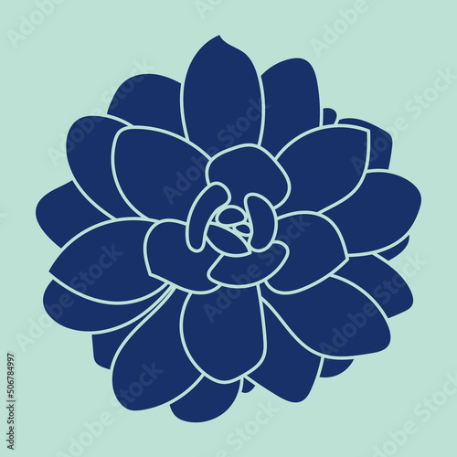 Hand drawn succulent plant. Pattern. Doodle sketch vector illustration.