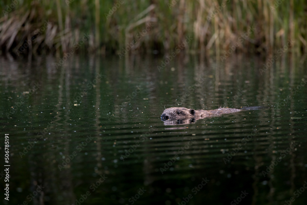 swimming beaver in the Aare in Belpau swimming beaver in the Aare in Belpau